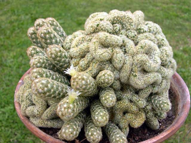 Mammillaria_elongata_cristata_2